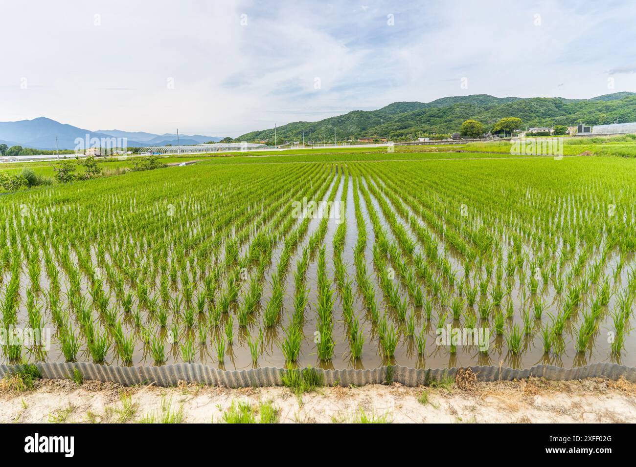 Risaia di riso sull'isola di Shikoku, Giappone Foto Stock