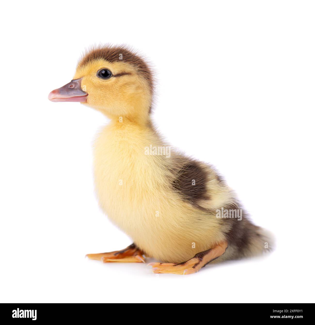 Anatroccolo neonato isolato su sfondo bianco. Piccola anatra marrone gialla. Animali da fattoria Foto Stock