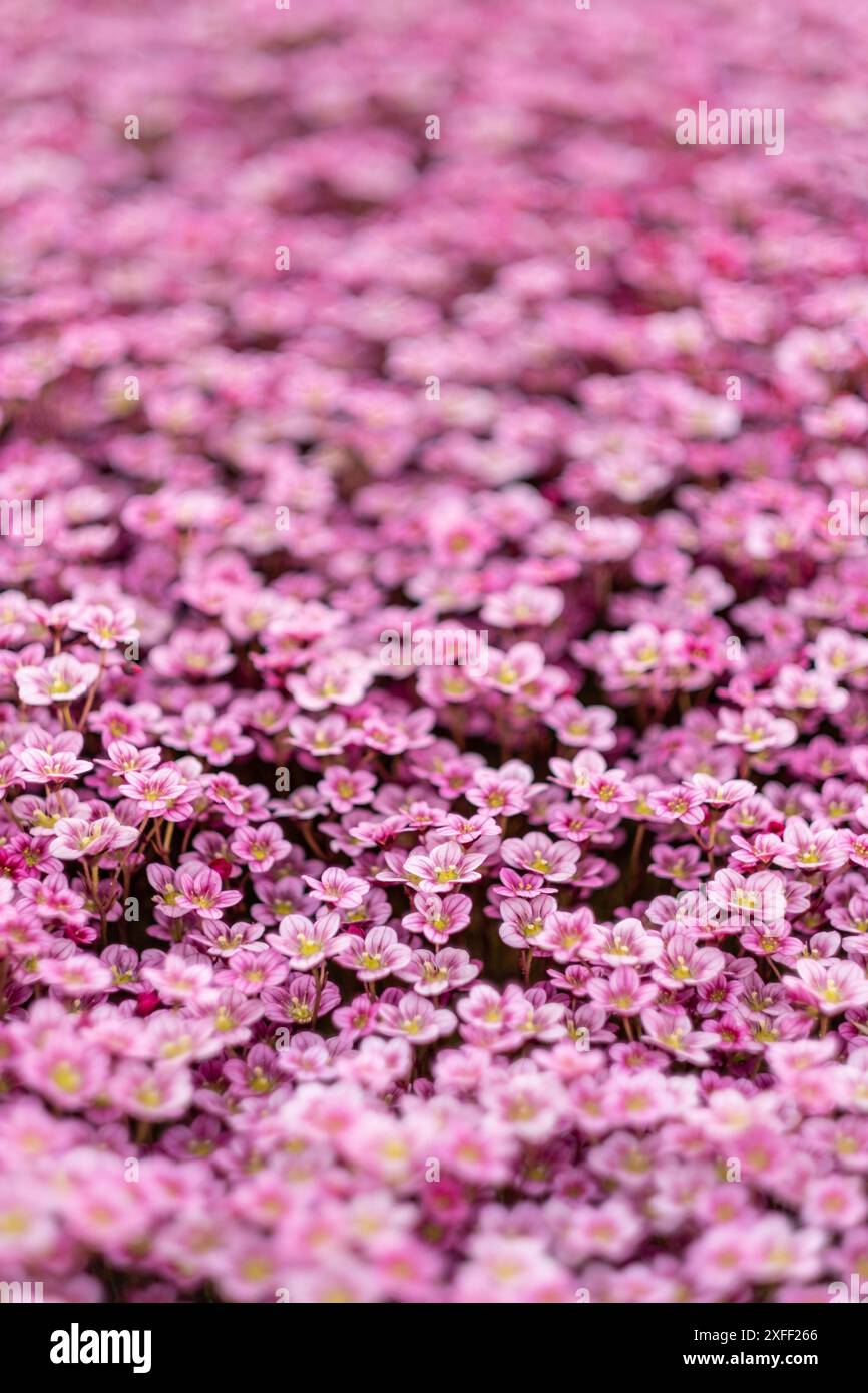 saxifraga piccoli fiori alpini rosa fondo di copertura Foto Stock