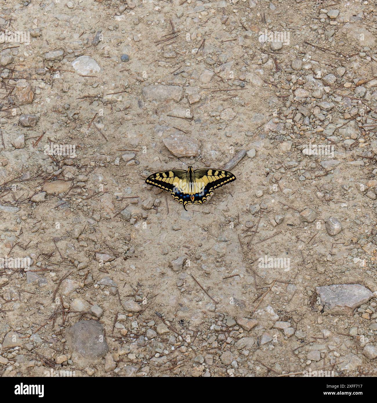 Una piccola farfalla con ali gialle siede a terra Foto Stock