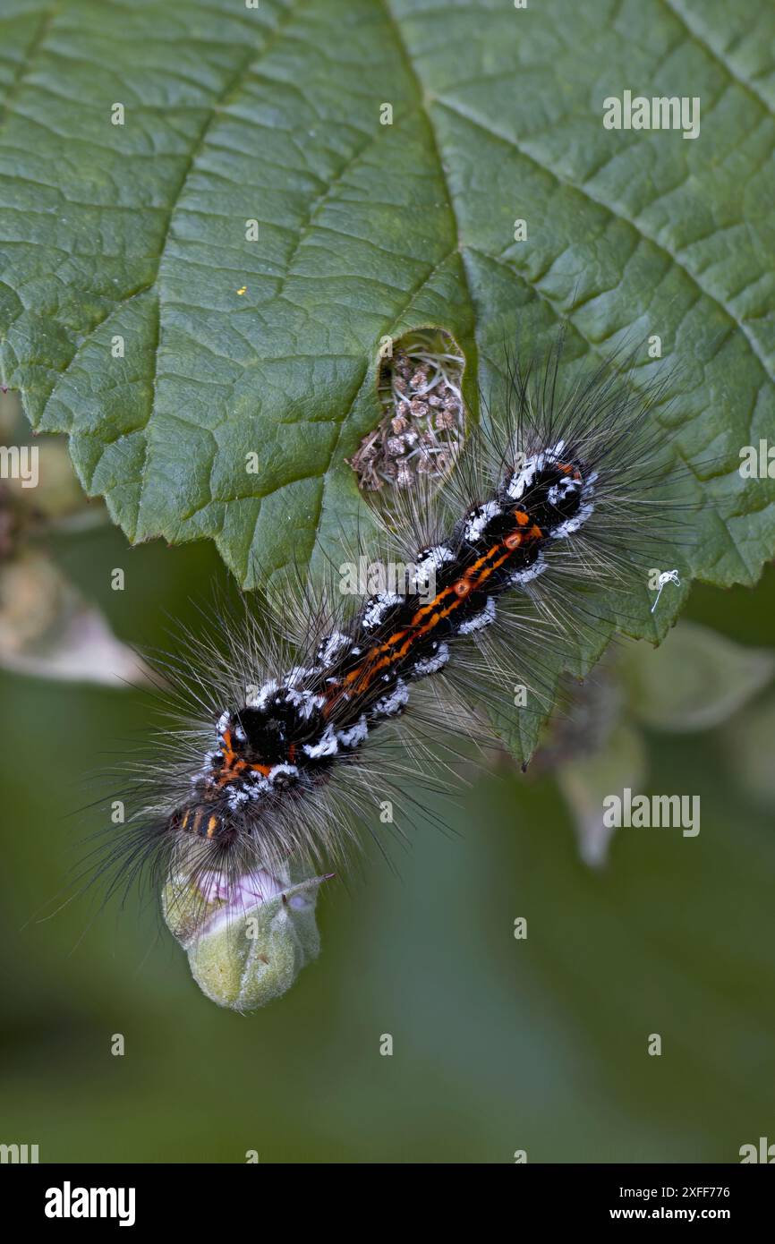 Coda gialla (Euproctis similis) moyh caterpillar Northamptonshire giugno 2024 Foto Stock