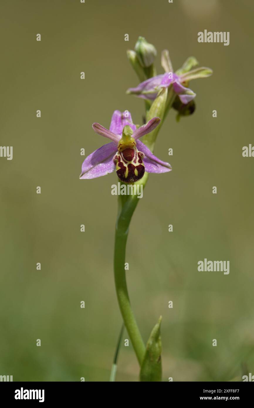 La bella orchidea delle api (Ophrys apifera) Foto Stock
