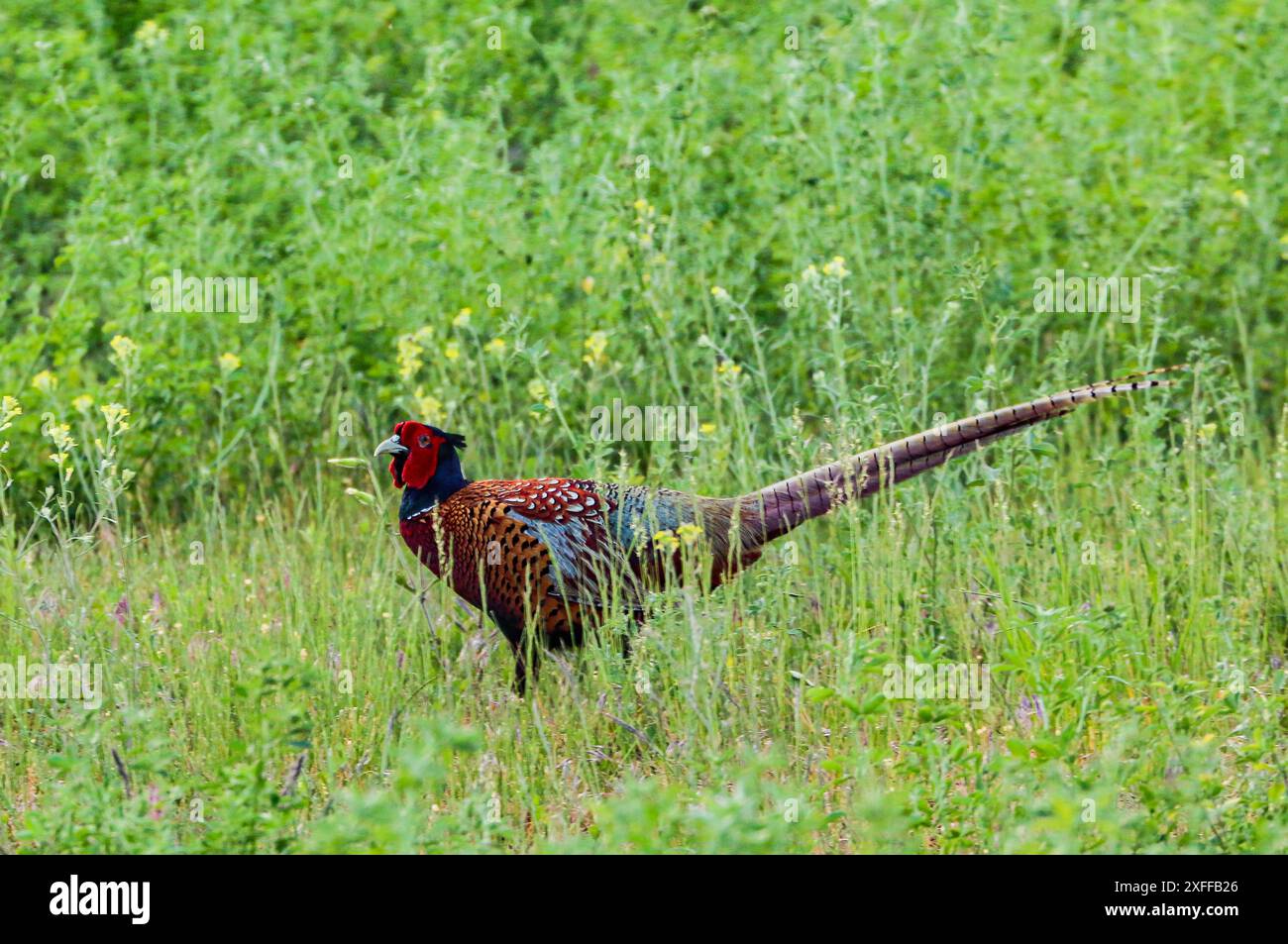 Pheasant comune maschile nel prato, Parco Nazionale Neusiedlersee nell'Austria orientale Foto Stock