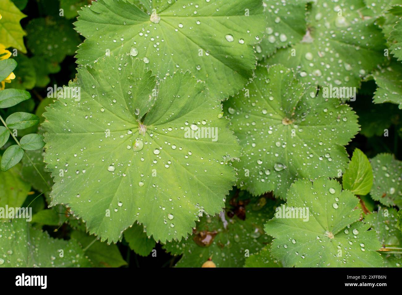 Gioielli baciati dalla rugiada! Le foglie del mantello della signora brillano con goccioline d'acqua cristallina, che brillano come piccoli diamanti alla luce del mattino. Foto Stock