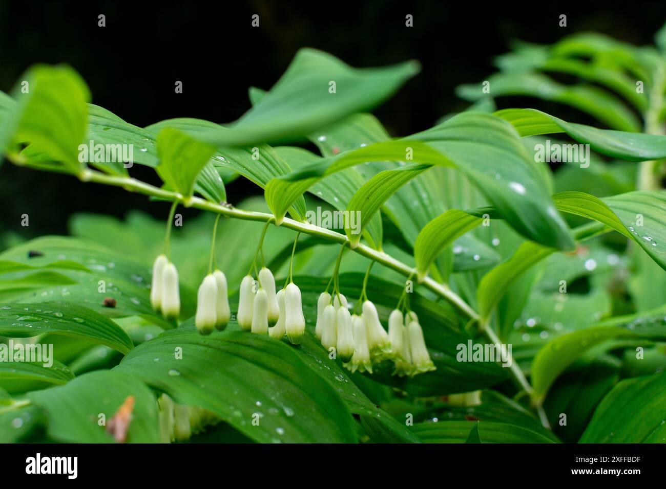 Delicata eleganza all'ombra. Il sigillo di Salomone vanta splendidi fiori bianchi a forma di campana che pendono sotto i gambi ad arco. Incorniciato da verde scuro, lucido Foto Stock