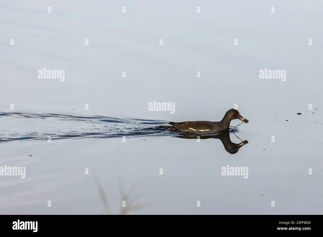 Nuoto comune di rana nello stagno, riserva naturale, lago di Neuchâtel in Svizzera Foto Stock