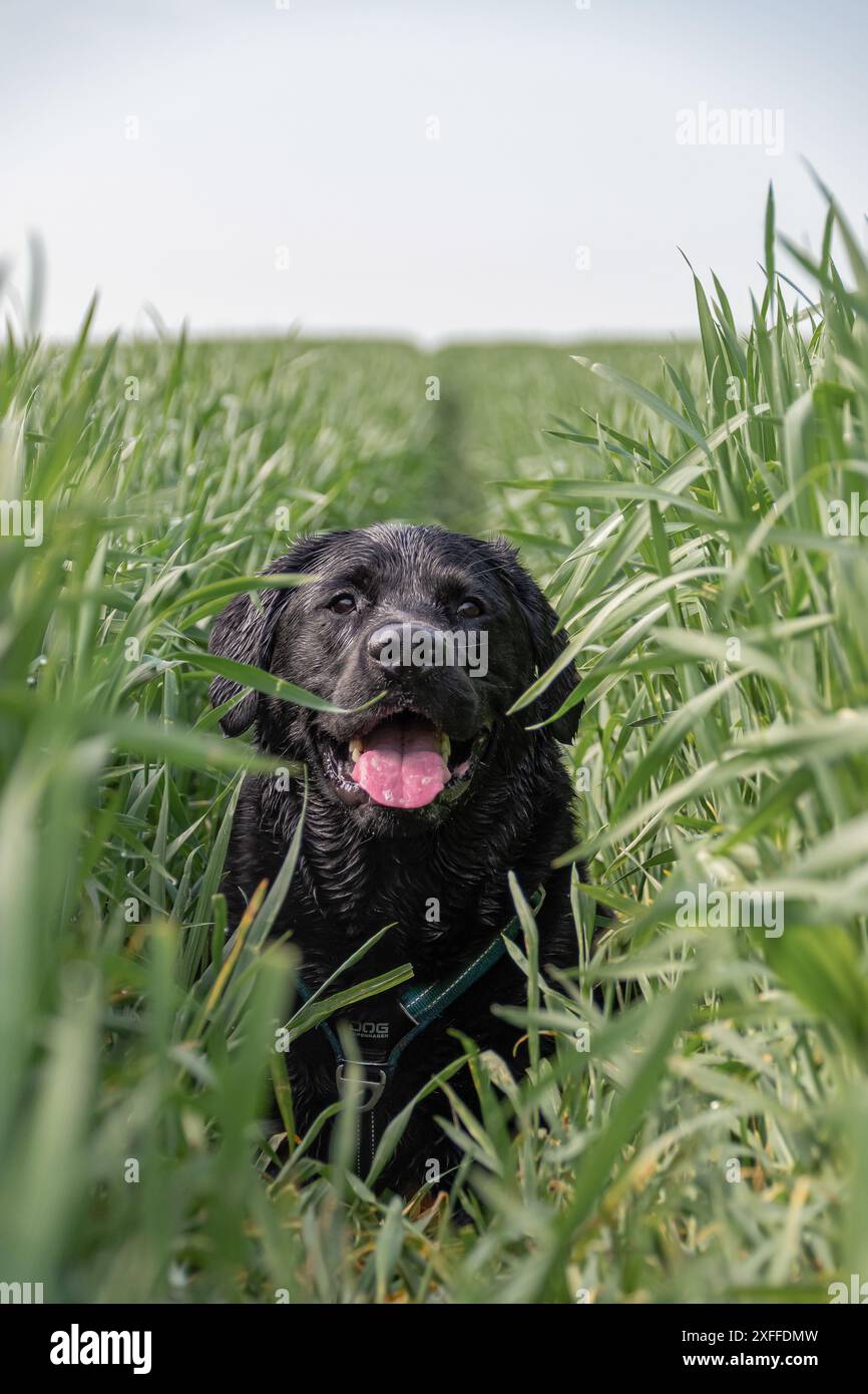 Black Labrador che gioca nei campi di erba/fattoria del Rakican, Slovenia Foto Stock