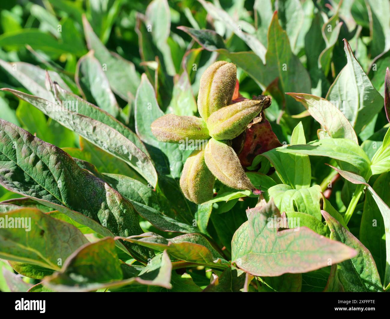 Pfingstrosen kapsel - foto di peonie sbiadite con cialde di semi a forma di stella. Una vista accattivante, ideale per allestimenti a secco e per l'estetica del giardino. Foto Stock