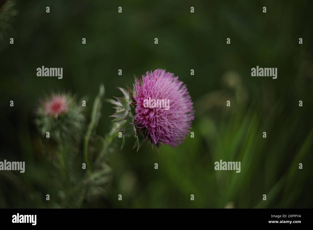 Fiori di cardo di latte viola brillante in natura Foto Stock