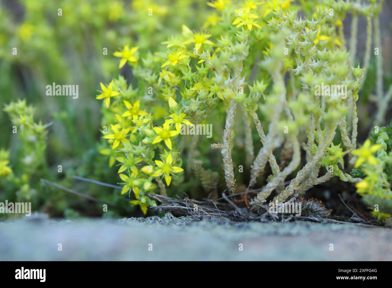 Goldmoss sedum fiori gialli in natura Foto Stock
