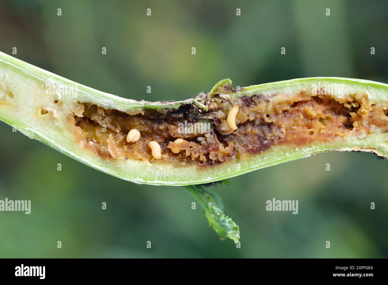Larve di cavolo staminano weevil (Ceutorhynchus pallidactylus) nel gambo di colza. Foto Stock