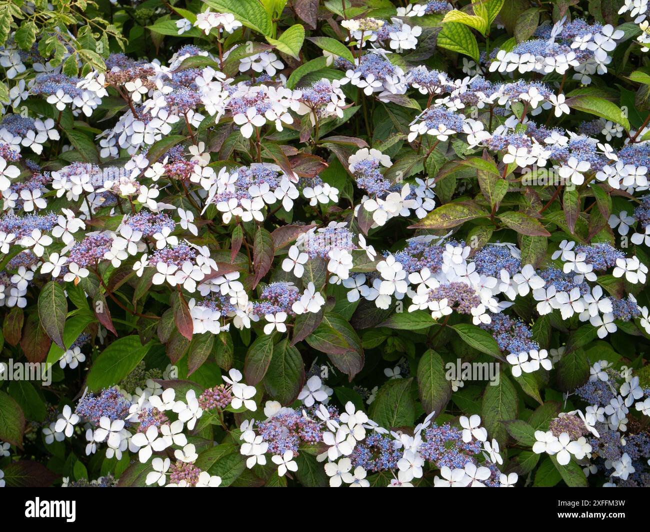 Fiori bianchi e centri blu dell'arbusto resistente delle ortensie di montagna, Hydrangea serrata "Bluebird" Foto Stock