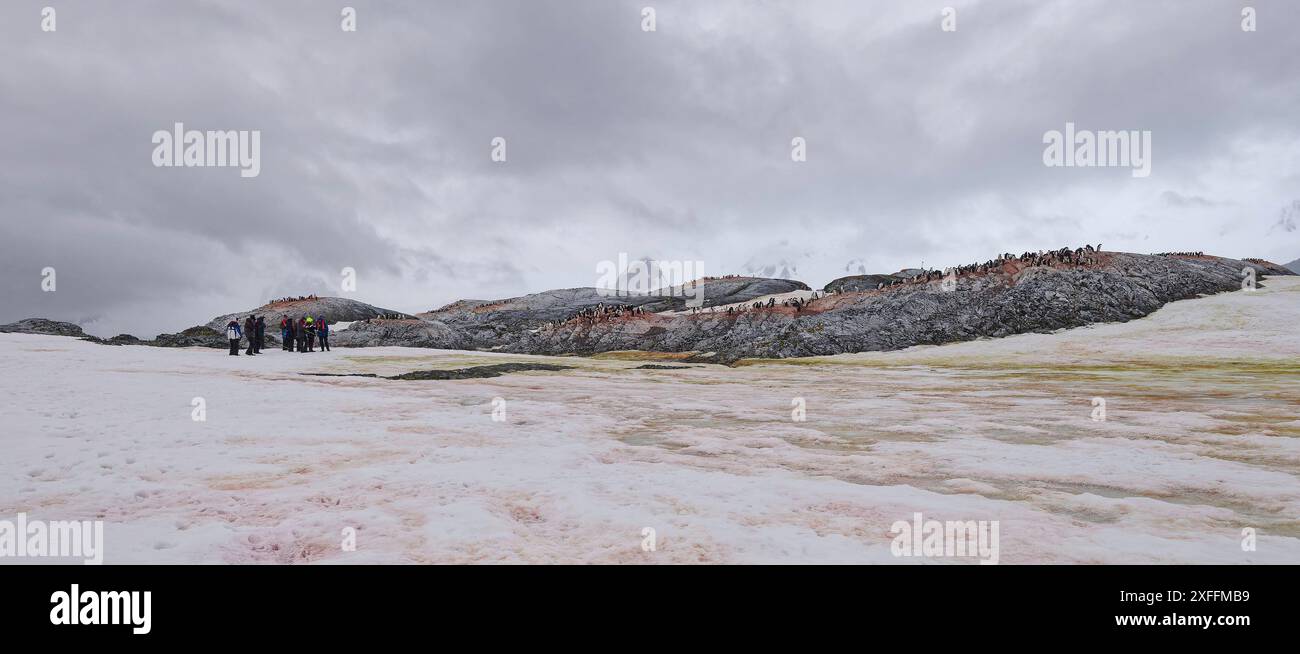 Osserva il pinguino Adélie (Pygoscelis adeliae) sull'isola di Yalour, nella penisola antartica Foto Stock