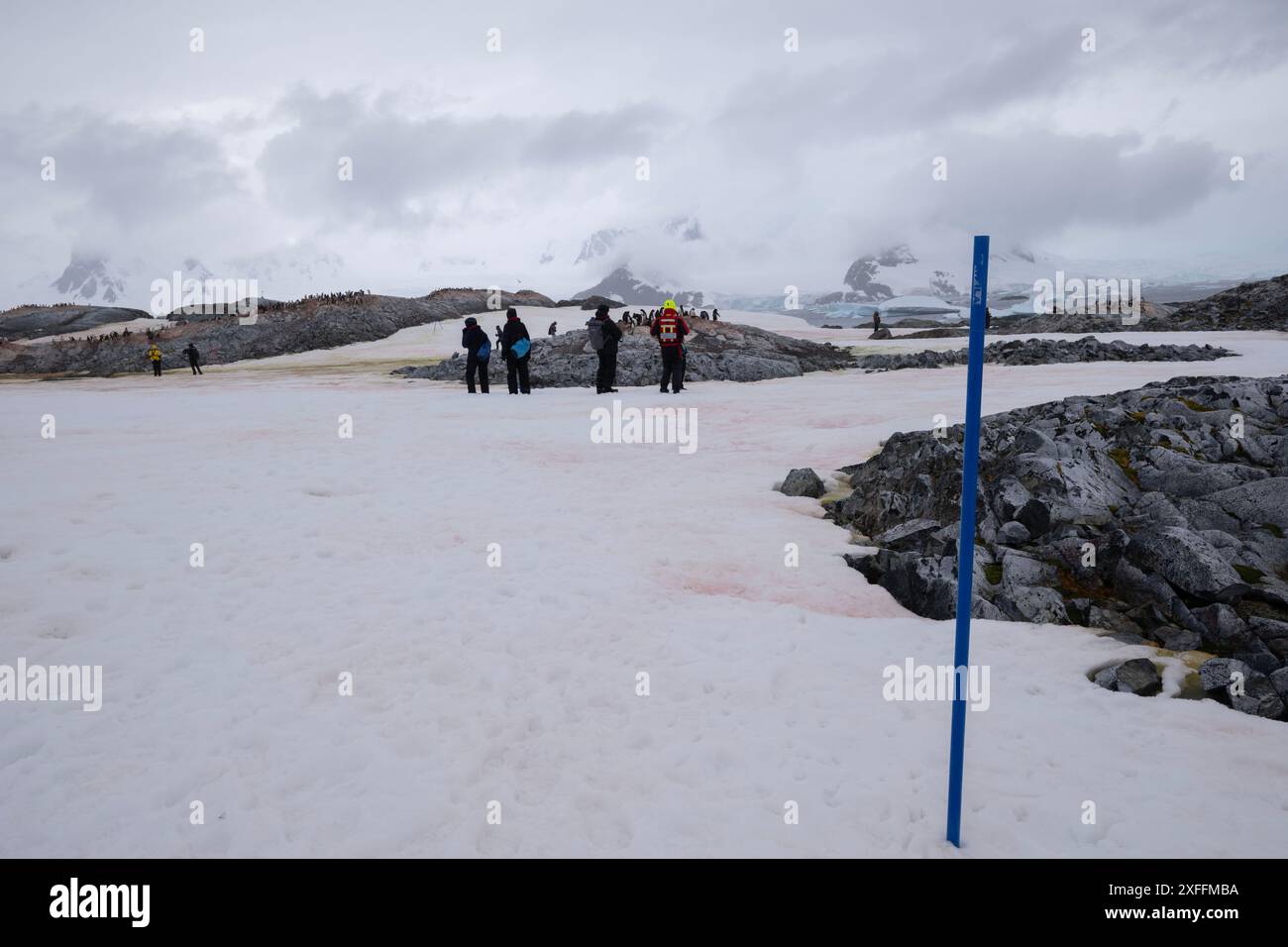 Osserva il pinguino Adélie (Pygoscelis adeliae) sull'isola di Yalour, nella penisola antartica Foto Stock