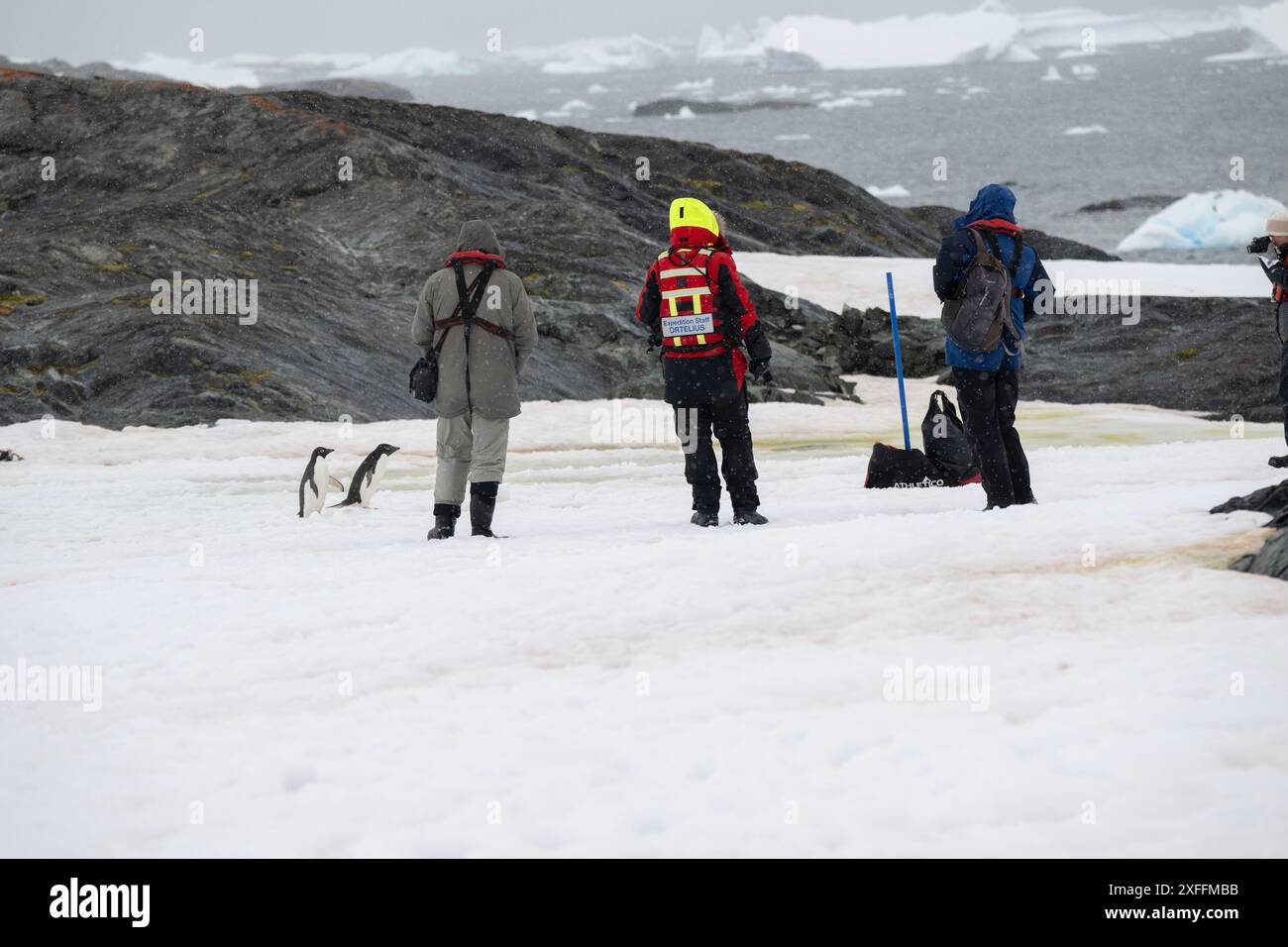 Osserva il pinguino Adélie (Pygoscelis adeliae) sull'isola di Yalour, nella penisola antartica Foto Stock