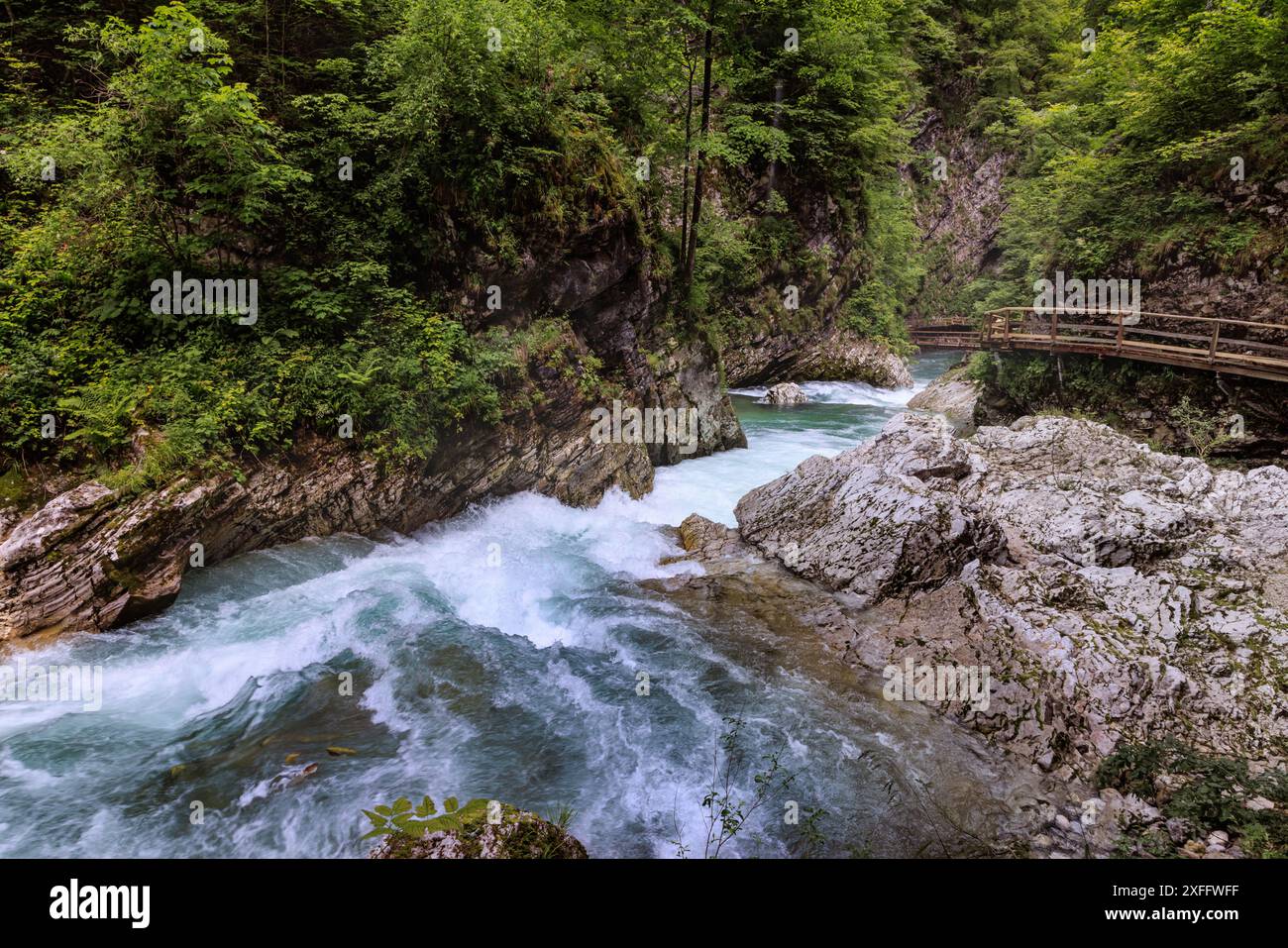 Fiume nella foresta verde nel Canyon Vintgar, Triglav - Slovenia, Alpi Foto Stock