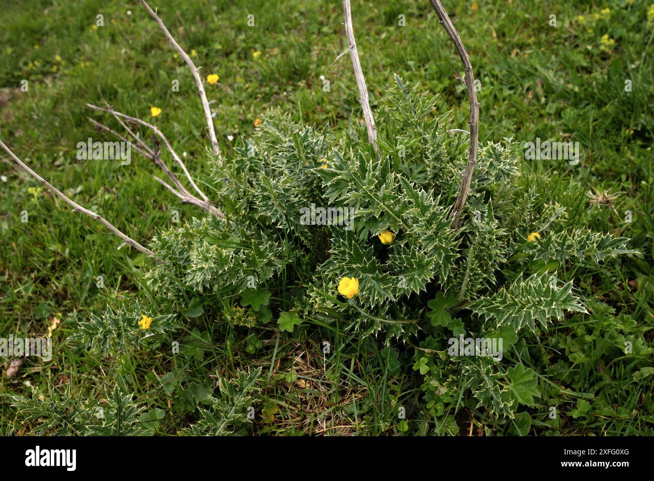 Pianta simile al Cardo con fiori gialli in un campo verde. La pianta ha foglie appuntite e qualche ramoscello essiccato. Foto Stock