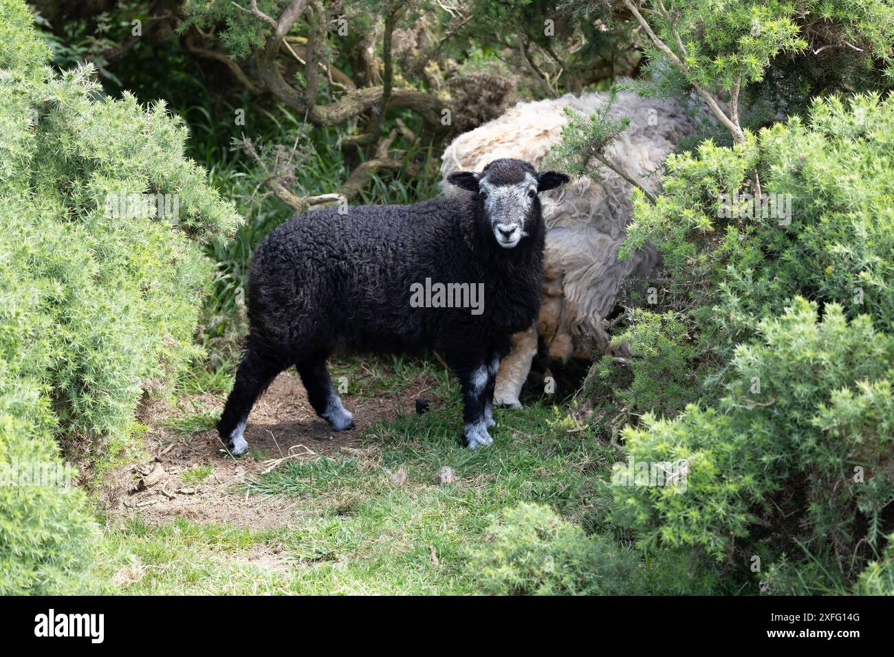 Pecora nera subadulta Ovis aries con pecore adulte tra i cespugli di gorse sul grande promontorio orme a Llandudno, nel Galles del Nord Foto Stock