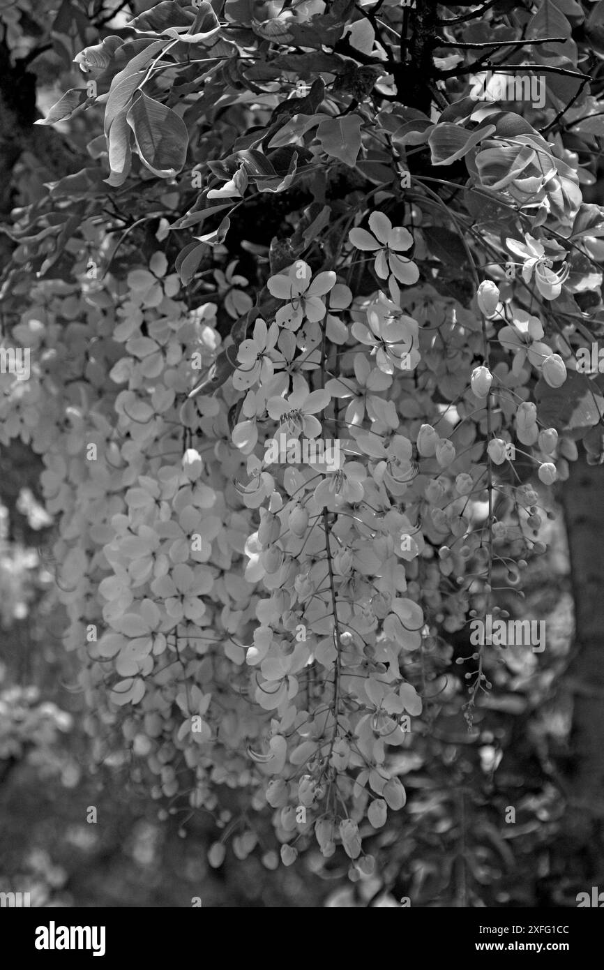 Presso la Osmani Memorial Hall, Dhaka, Bangladesh, è in fiore un fiore accattivante chiamato «Sonalu» o fiore della doccia dorato. 2 maggio 2008 Foto Stock