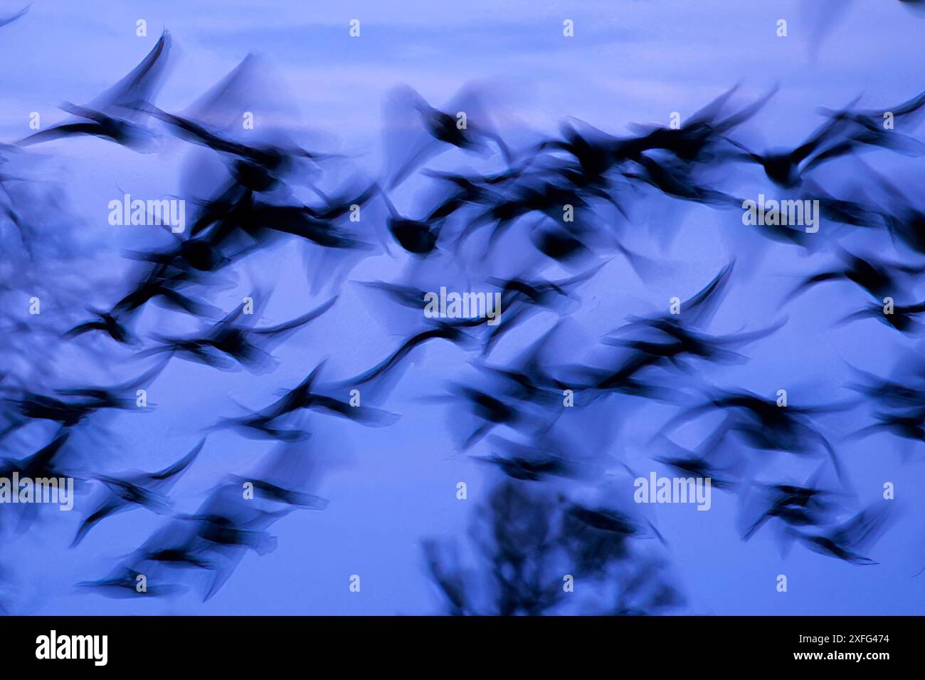 Volo delle oche Atlantic brant di notte Foto Stock