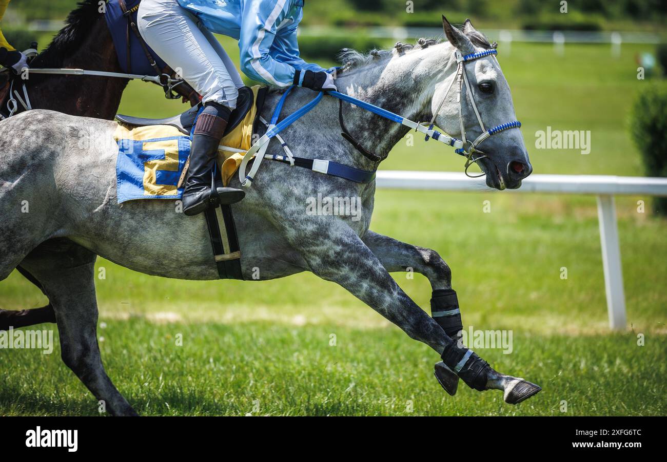 Corse di cavalli. Cavallo da corsa purosangue con fantino in movimento. Cavallo grigio Dapple che corre Foto Stock