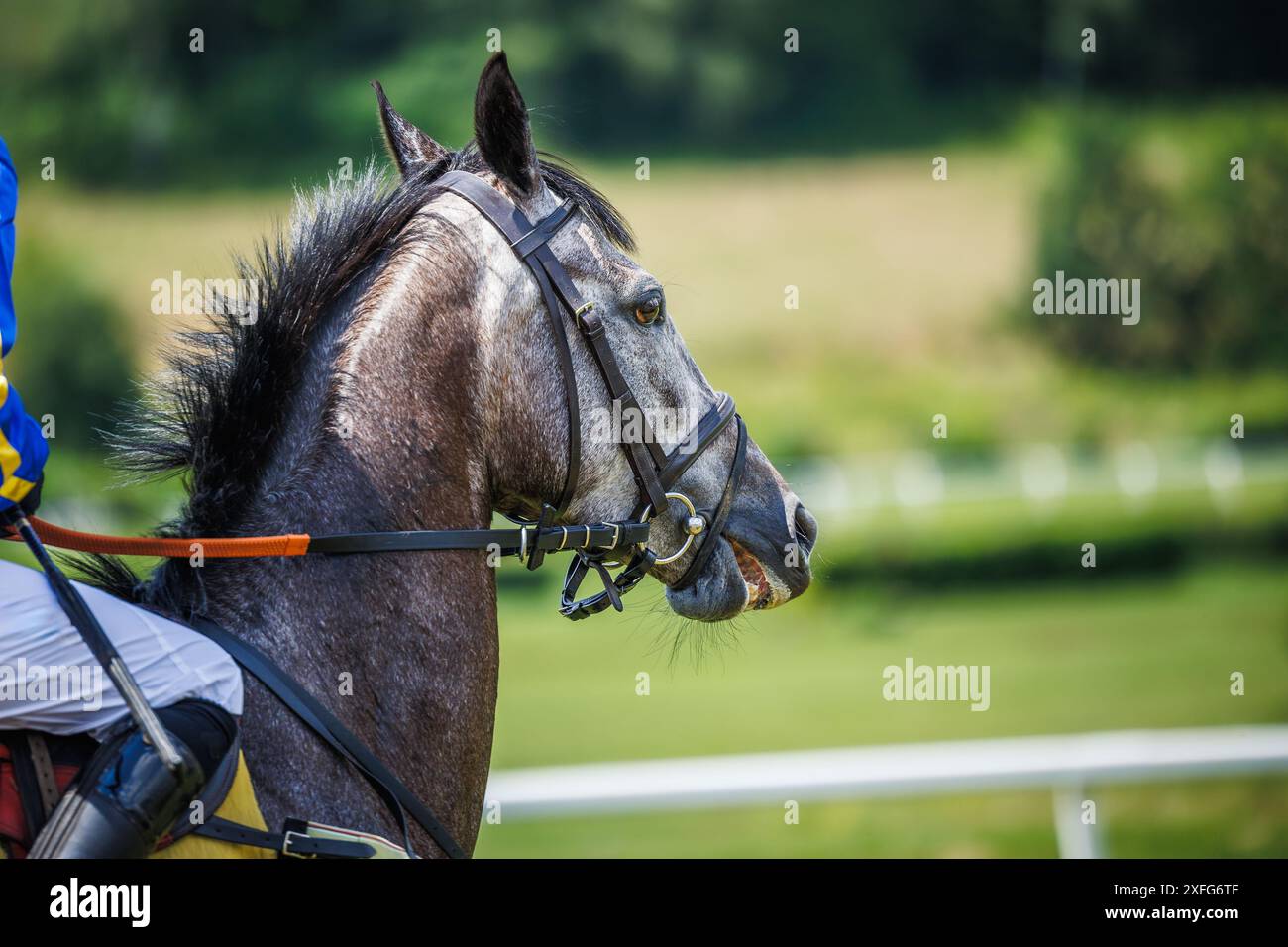 Cavallo da corsa grigio. Cavallo purosangue con fantino prima delle corse. Competizione di sport animali Foto Stock