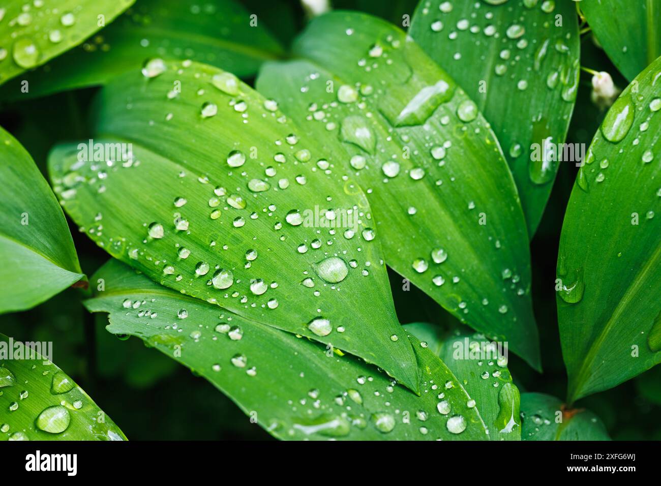 Giglio della pianta della valle parte con gocce di pioggia. Primo piano su sfondo verde astratto naturale Foto Stock
