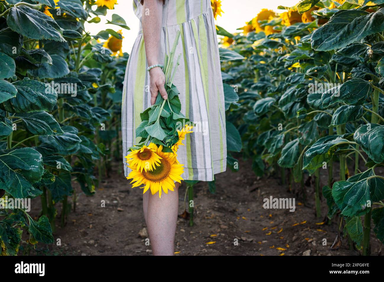 Donna che indossa abiti estivi in tessuto riciclato e tiene girasole in campo agricolo. Concetto di moda e stile di vita sostenibili Foto Stock