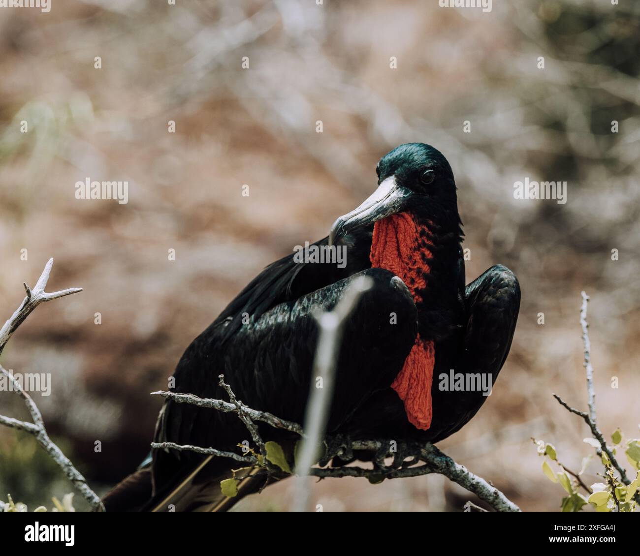 Primo piano di un magnifico fregato nidificato a North Seymour, Galapagos, Ecuador. Foto Stock