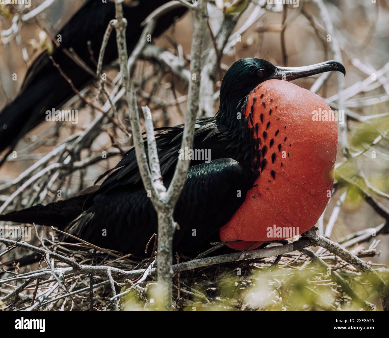 Primo piano di un magnifico fregato maschile che mostra la sua borsa per la gola rossa a North Seymour, Galapagos, Ecuador Foto Stock