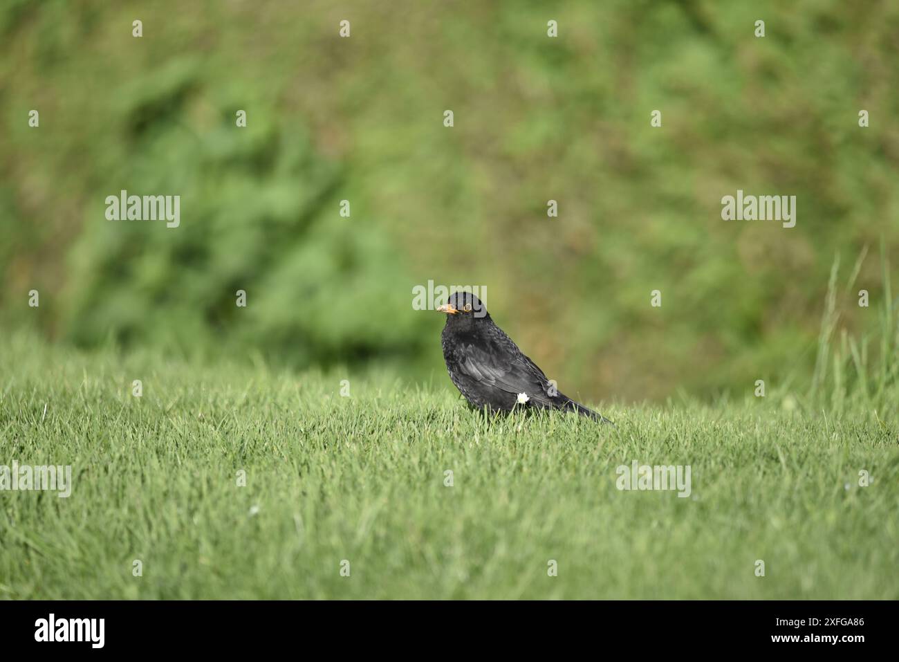 Immagine a livello dell'occhio di un uccello nero comune maschile (Turdus merula) in piedi in erba in un giorno di sole in Galles, su uno sfondo verde sfocato Foto Stock