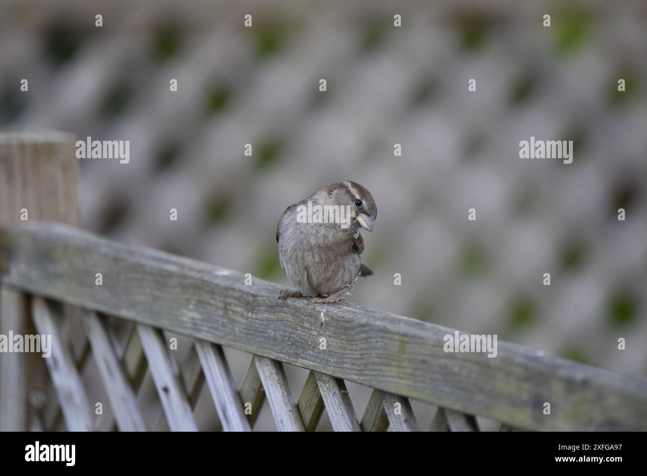 Immagine in primo piano di un passero femminile (Passer domesticus) arroccato sulla parte superiore della recinzione di Trellis, che guarda alla telecamera con la testa inclinata, scattata nel Regno Unito Foto Stock