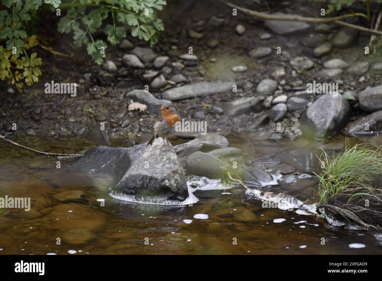 European Robin (erithacus rubecula) appollaiato di fronte alla telecamera da un masso in un fiume, contro una Rocky Bank, preso nel Galles centrale, Regno Unito in primavera Foto Stock