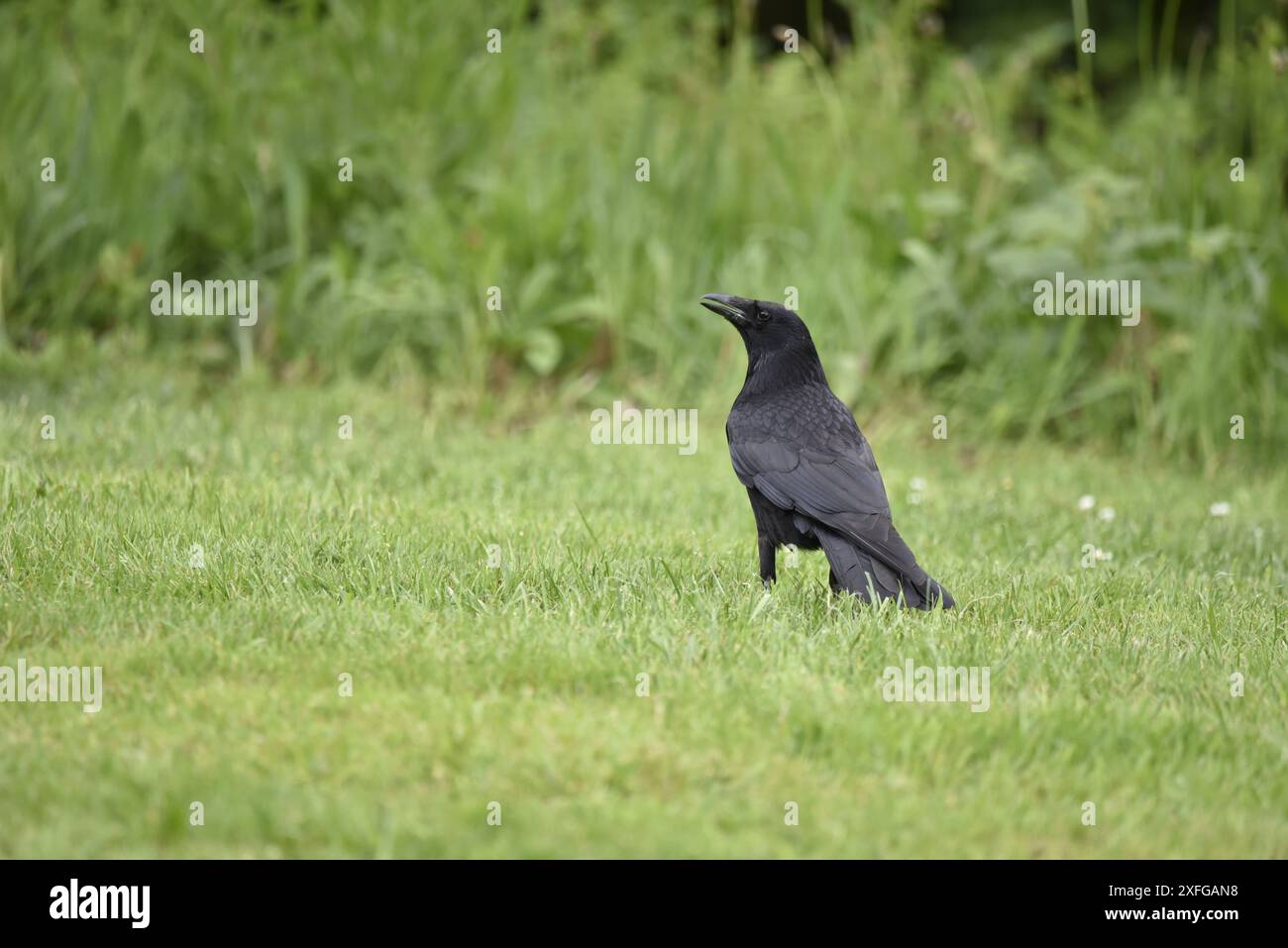 Immagine a sinistra di un corvo del carro (Corvus corone) in piedi a destra dell'immagine in erba corta, con becco leggermente aperto, scattata nel Regno Unito in primavera Foto Stock