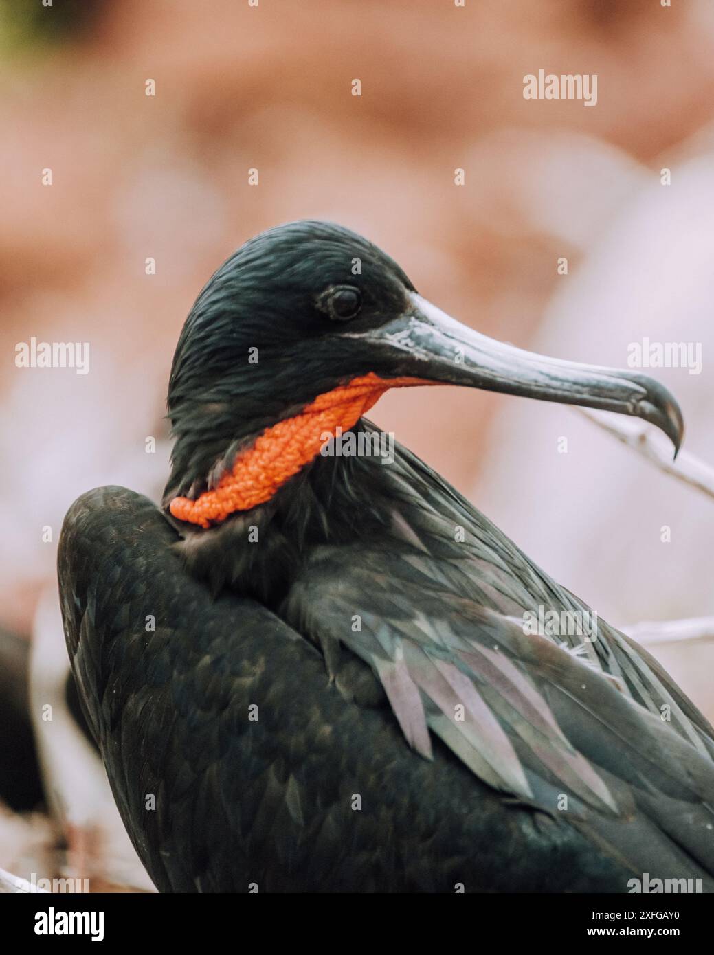 Primo piano di un magnifico fregato nidificato a North Seymour, Galapagos, Ecuador. Foto Stock