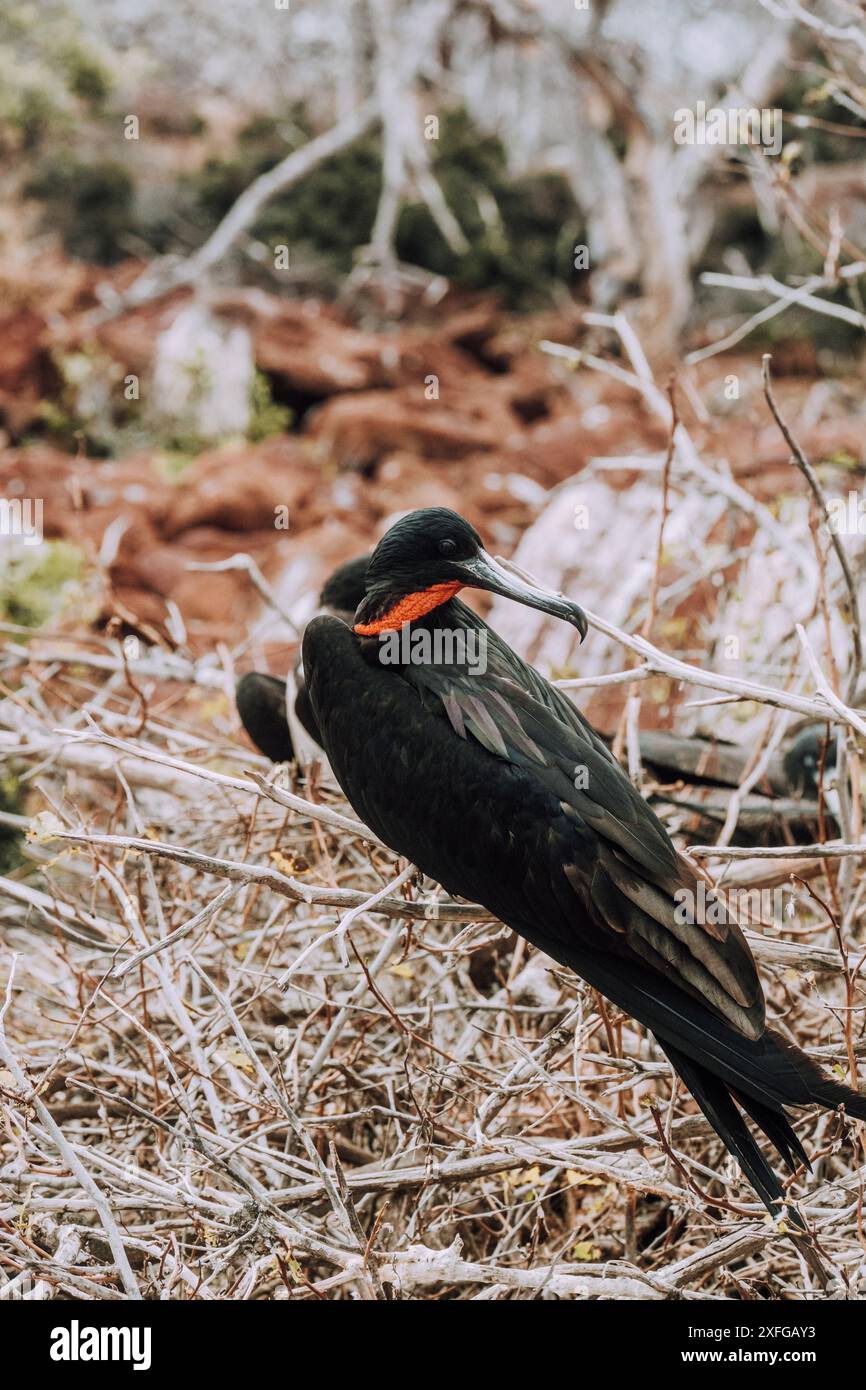 Primo piano di un magnifico fregato nidificato a North Seymour, Galapagos, Ecuador. Foto Stock