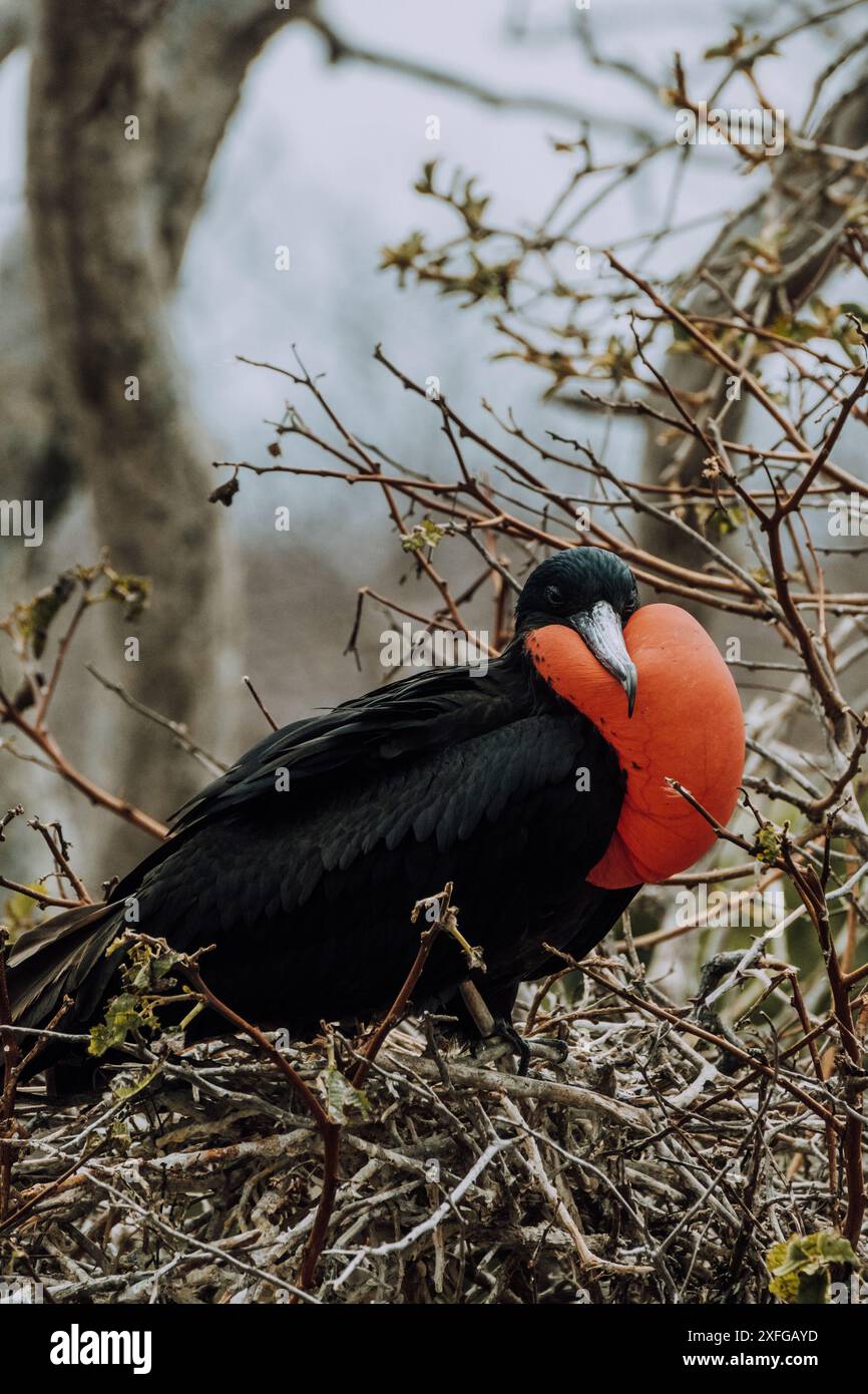 Primo piano di un magnifico fregato maschile che mostra la sua borsa per la gola rossa a North Seymour, Galapagos, Ecuador. Foto Stock