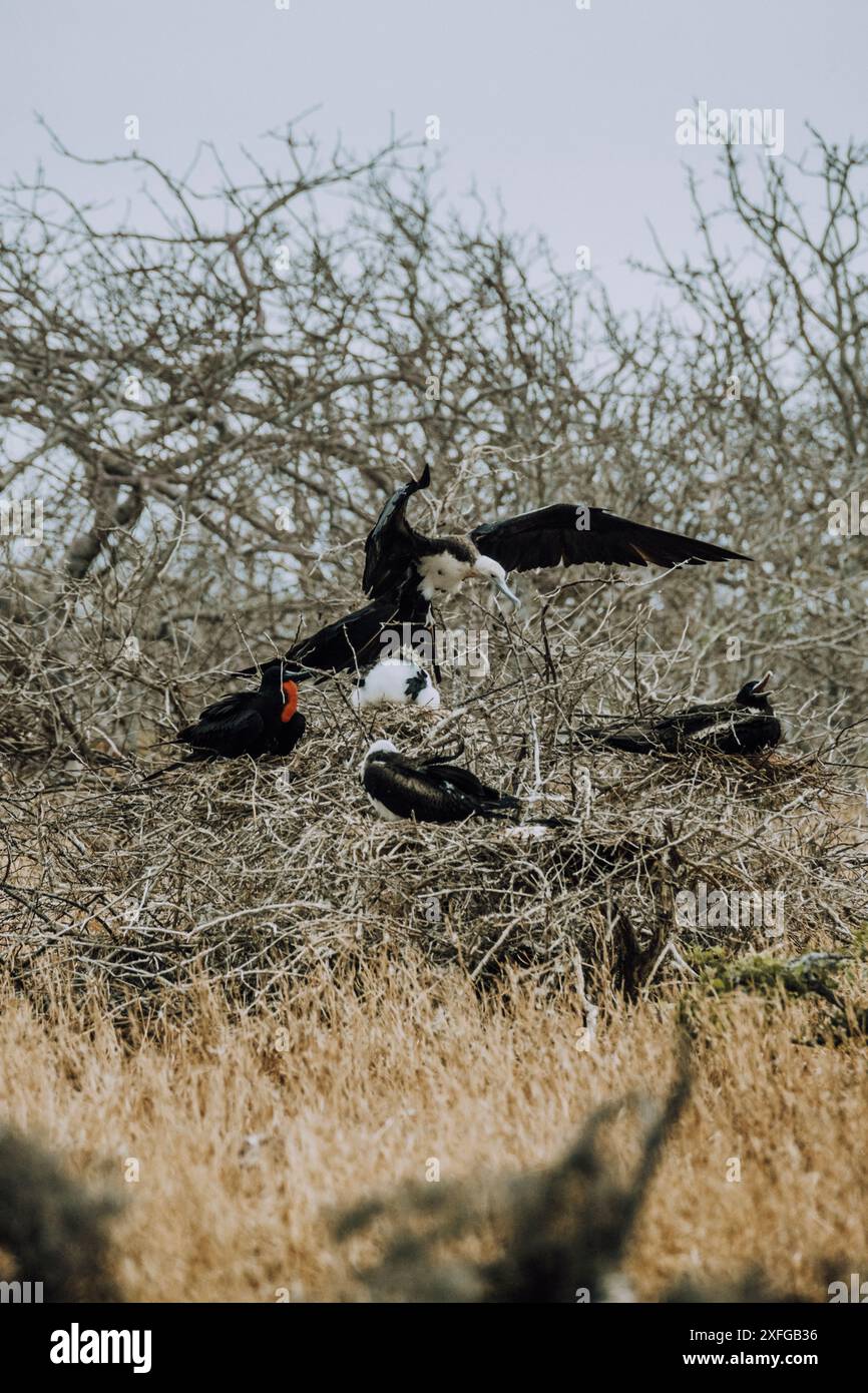 Magnifici fregati che si aprono sulle diramazioni di North Seymour, Galapagos, Ecuador. Foto Stock