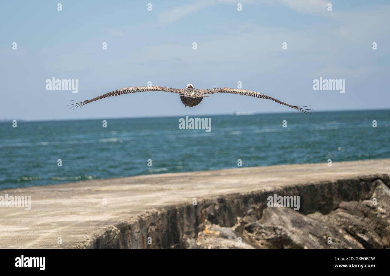 Bal Harbour, Miami, Florida: Paesaggio oceanico con il pellicano volante, il molo oceanico, il Waster luminoso e la giornata di sole. Foto Stock