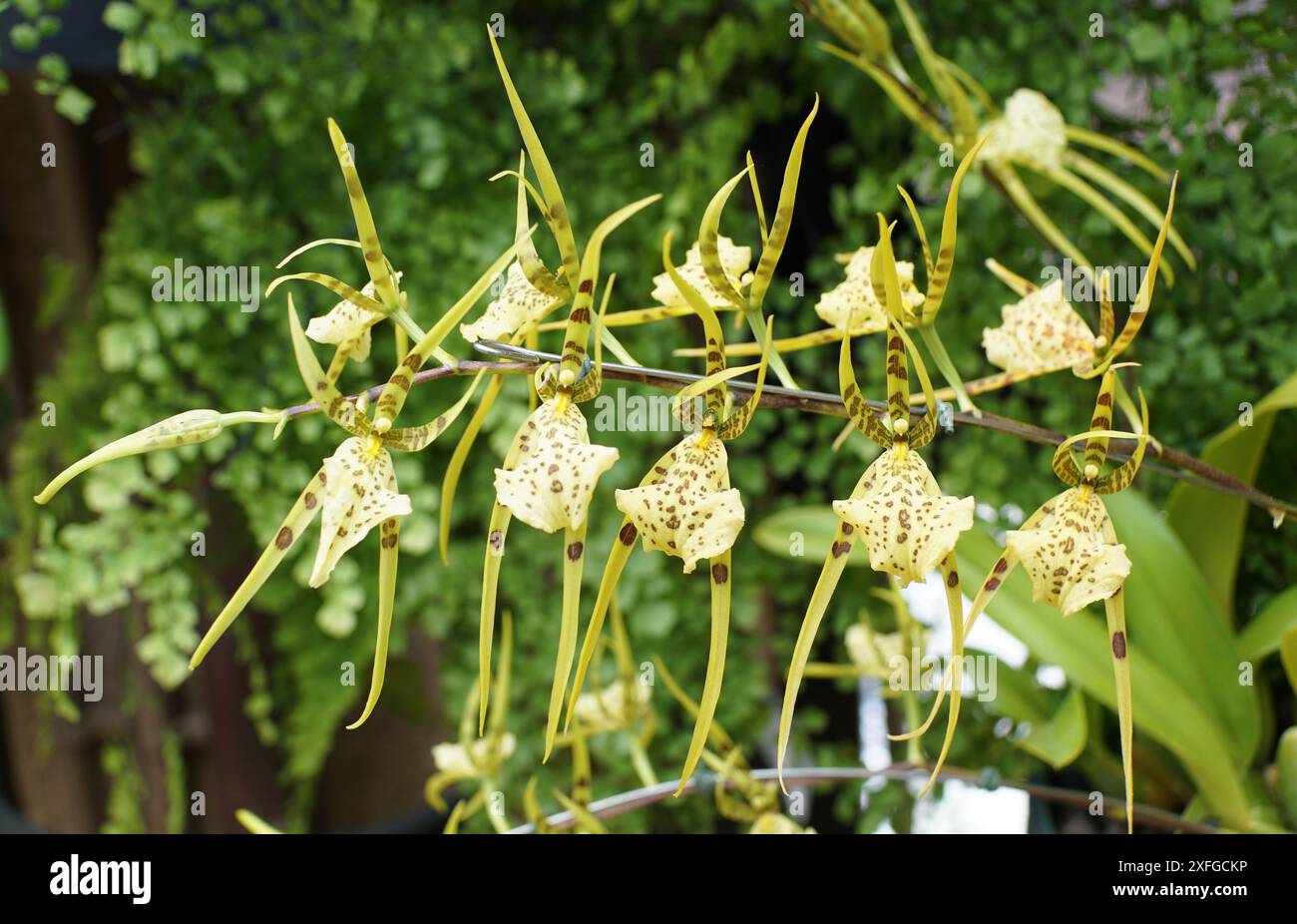 Il colore lentigginito giallo e marrone delle orchidee Brassia maculata Foto Stock