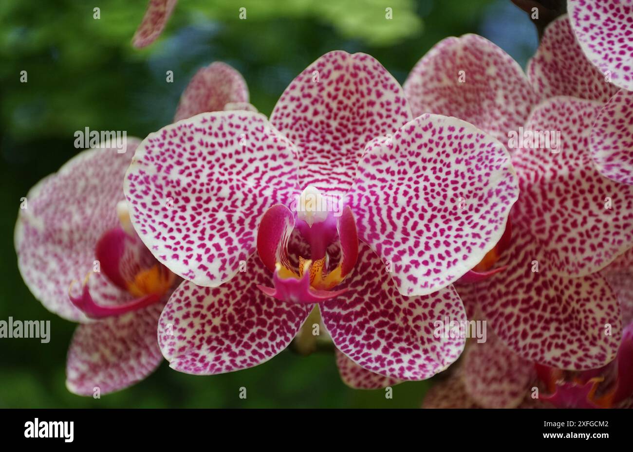 Primo piano dell'orchidea Phalaenopsis i-Hsin Sesamo OX1178 viola chiaro e lentigginito Foto Stock