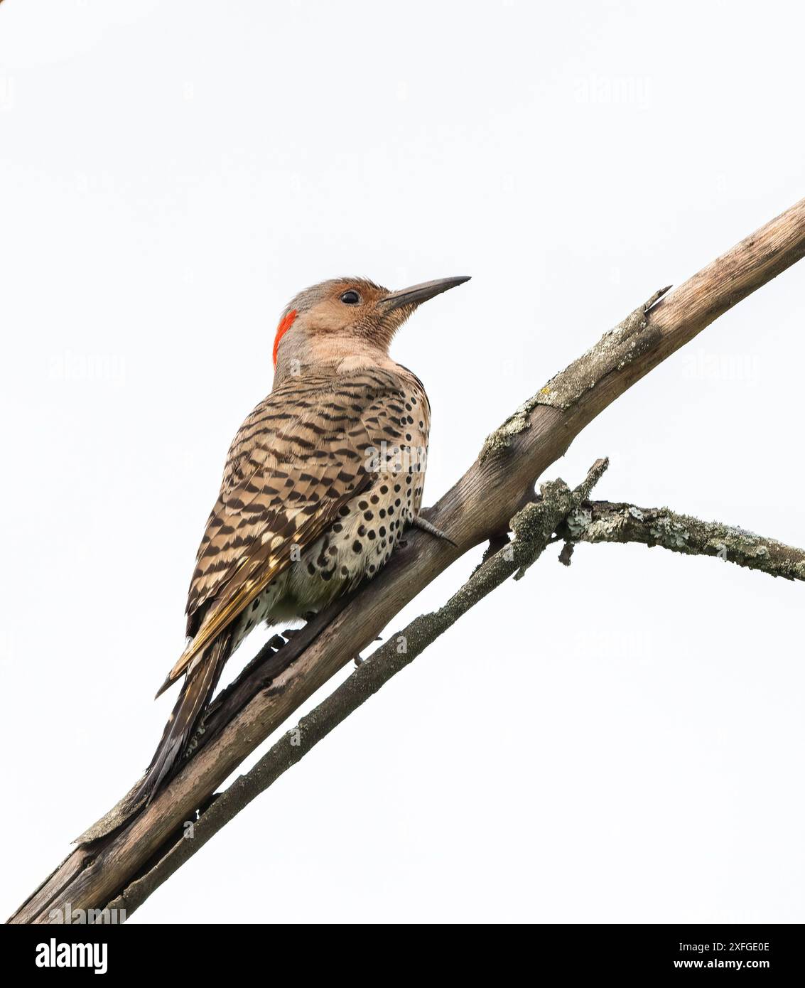 Ravvicinata femmina del Northern Flicker con albero giallo su un ramo in una foresta a Muskoka, Ontario Foto Stock