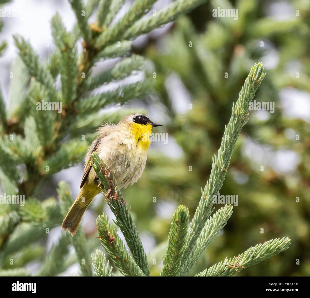 Warbler comune maschio della gola gialla in un albero sempreverde Foto Stock