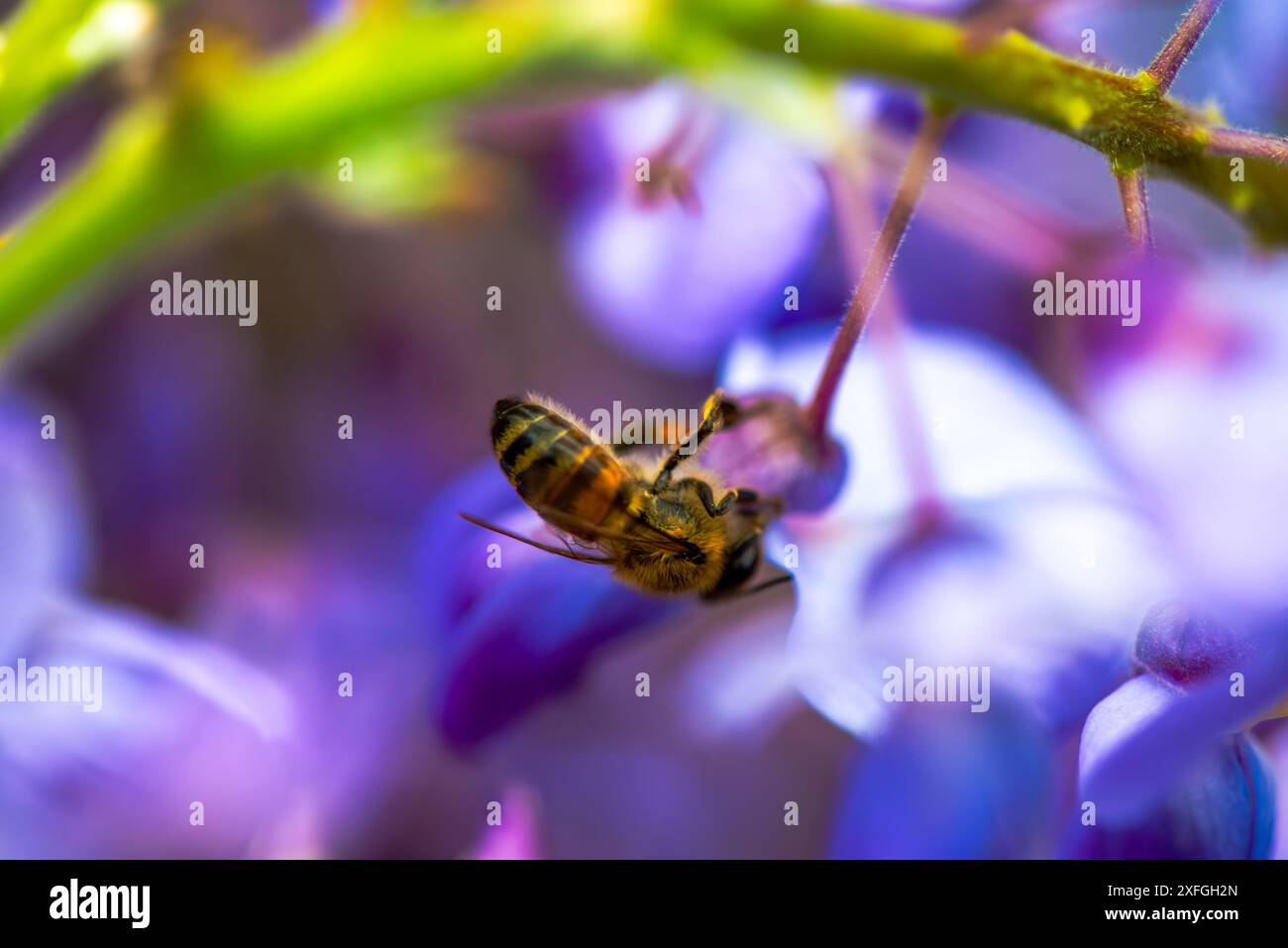 Un accattivante primo piano di un'ape su un fiore di Wisteria sinensis, che mette in evidenza l'intricata interazione tra impollinatore e fioritura. Foto Stock