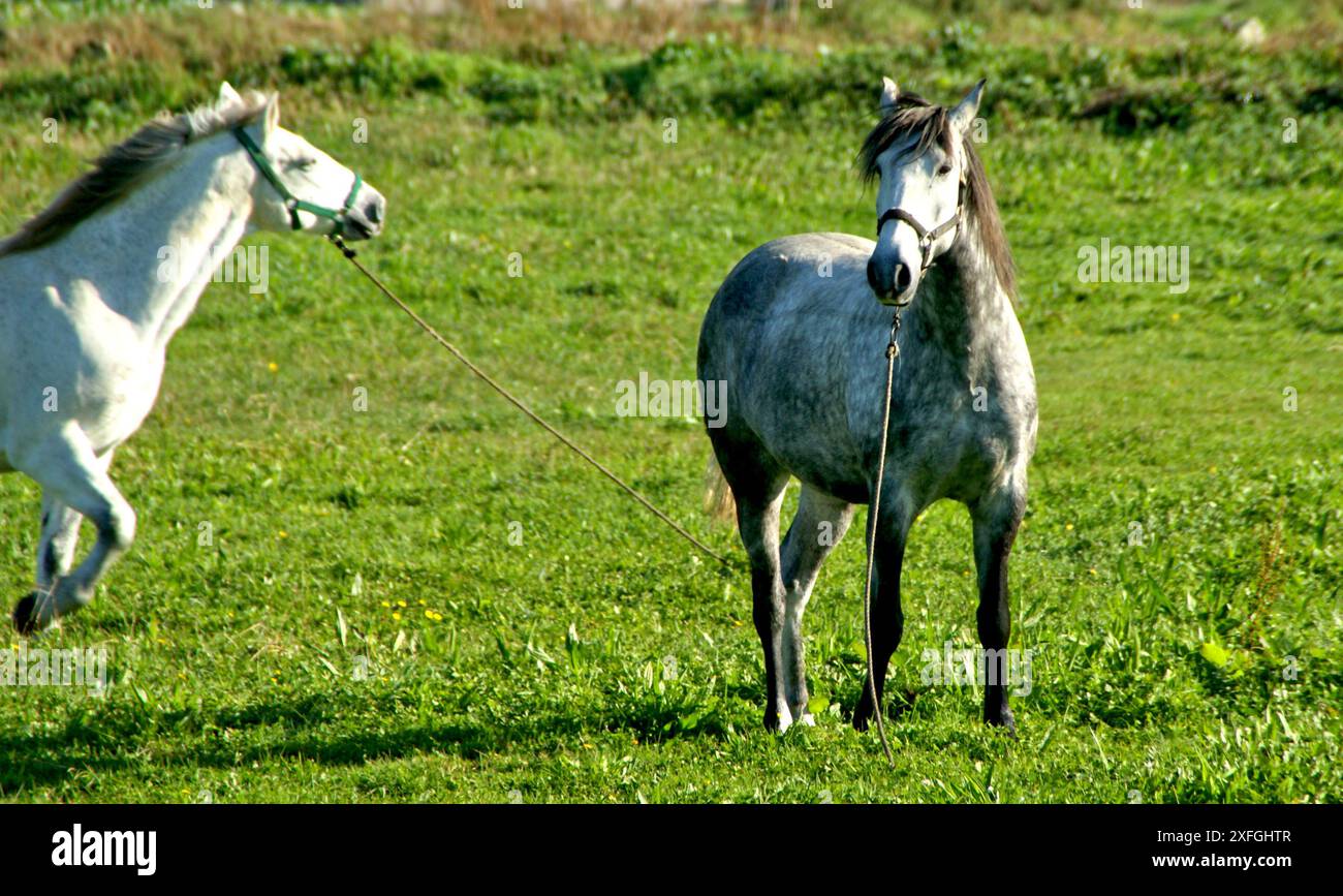 Cavalli in campo a Esposende, a nord del Portogallo Foto Stock