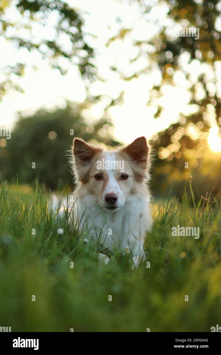 Simpatico cane di razza mista in erba che guarda la macchina fotografica sul prato alle luci del tramonto. Ritratto del cane alla luce del sole estivo serale Foto Stock