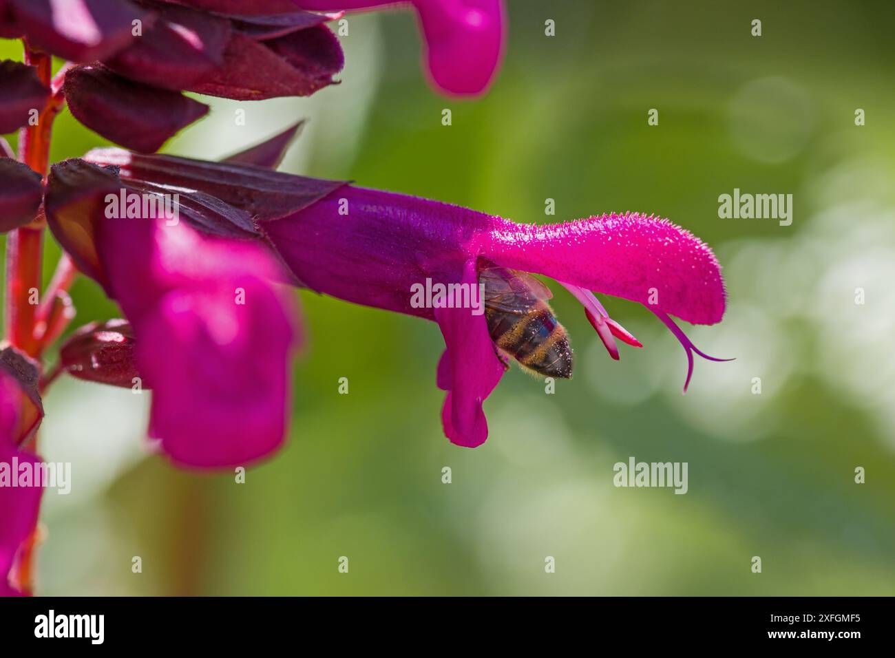 un'ape alla ricerca del nettare in un fiore rosa del saggio ornamentale Foto Stock