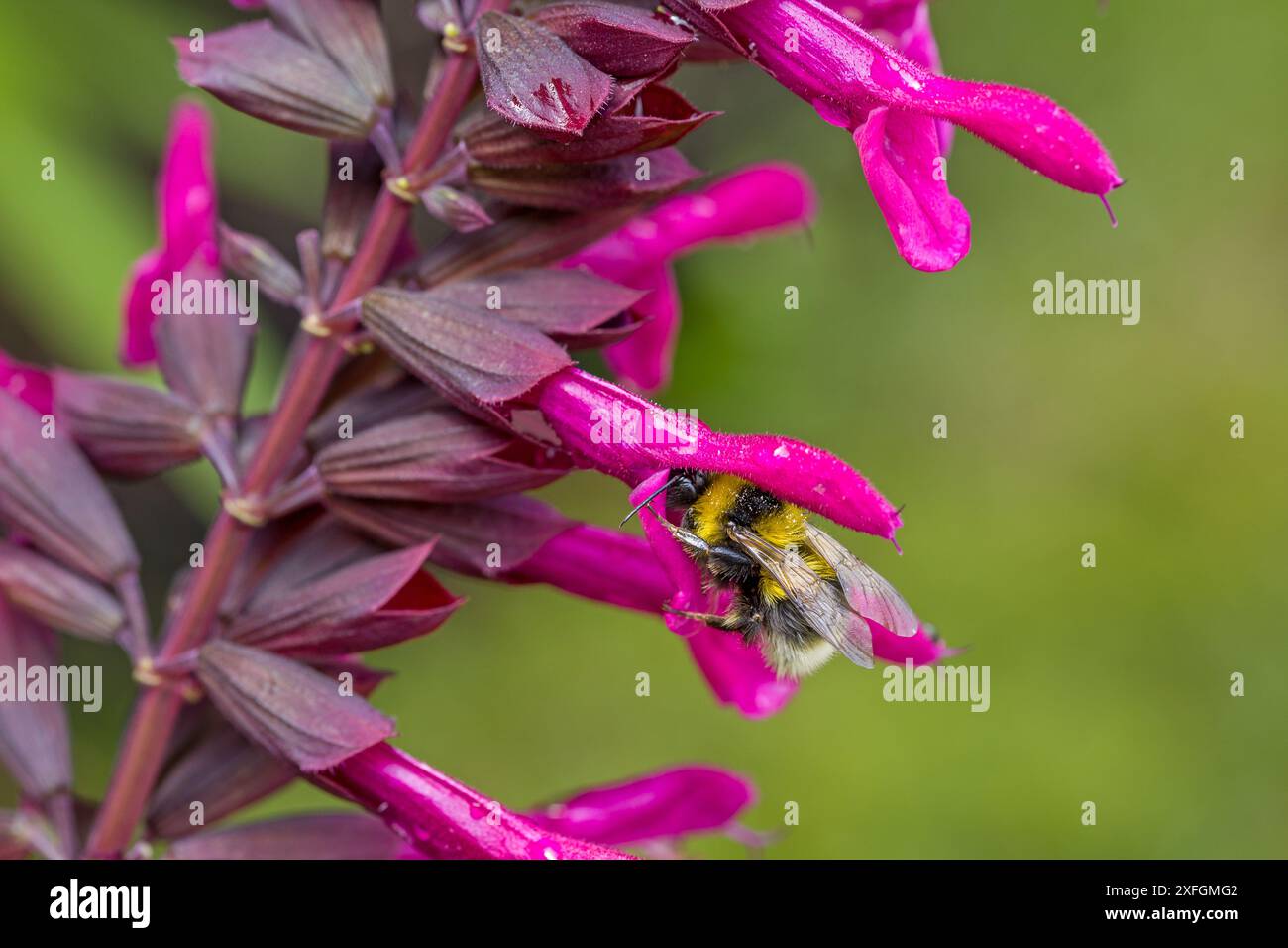 un bumblebee alla ricerca del nettare in un fiore rosa del saggio ornamentale Foto Stock