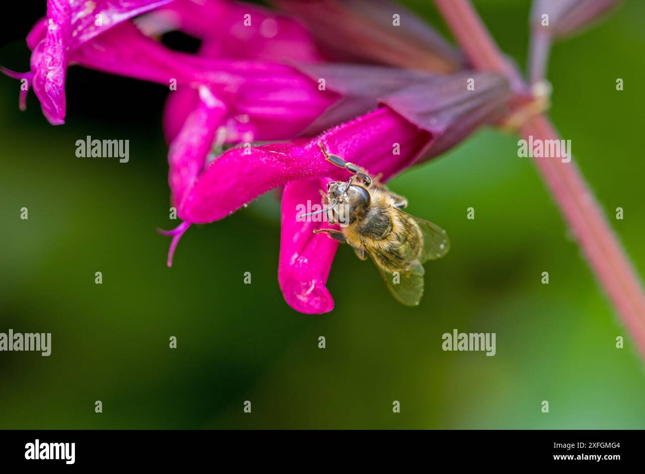 un'ape alla ricerca del nettare in un fiore rosa del saggio ornamentale Foto Stock