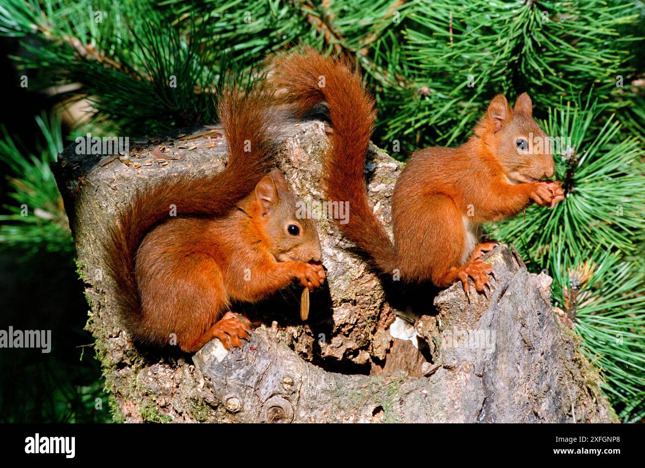 Scoiattoli rossi eurasiatici (Sciurus Vulgaris) che si nutrono all'aperto Foto Stock